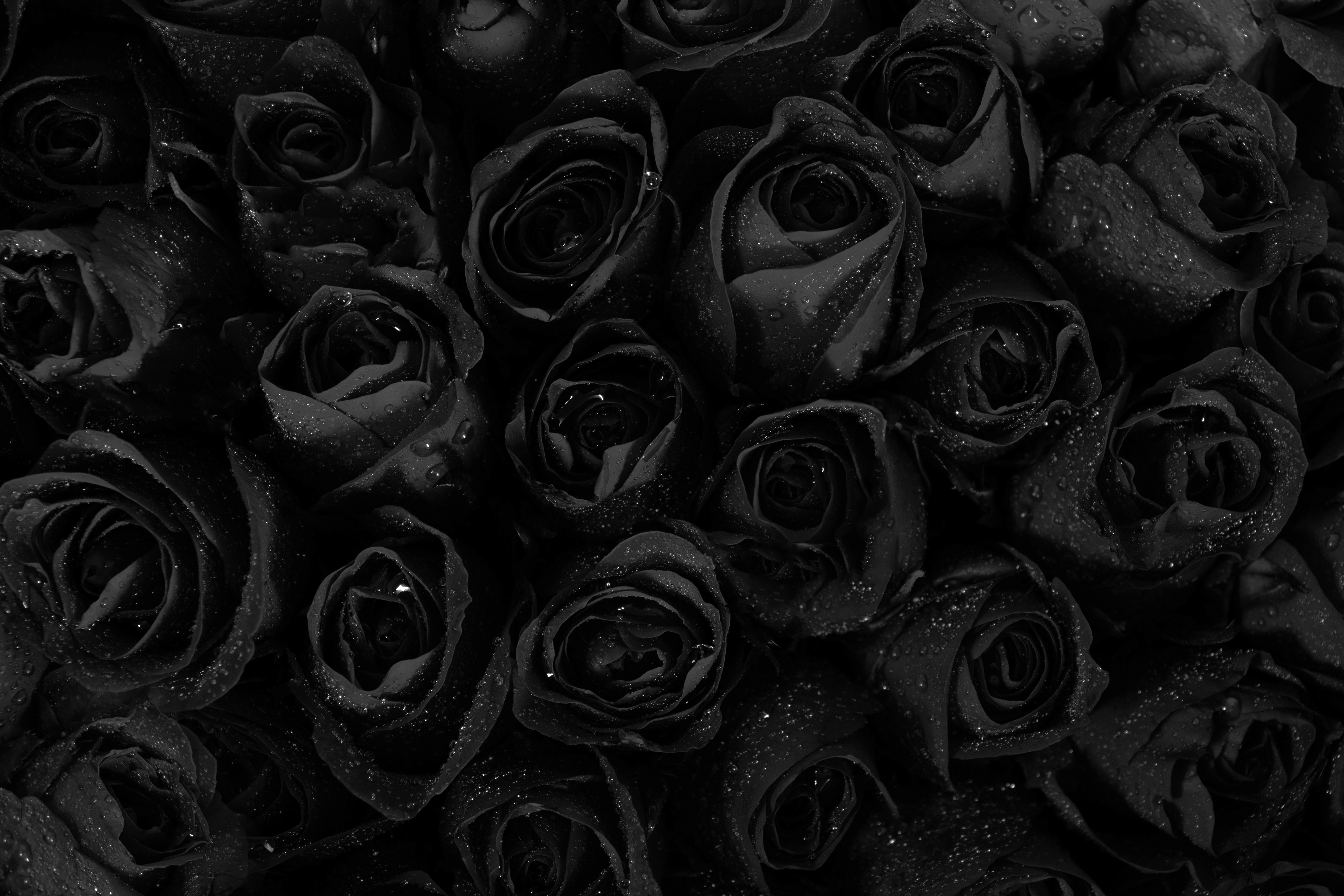 Много черных роз